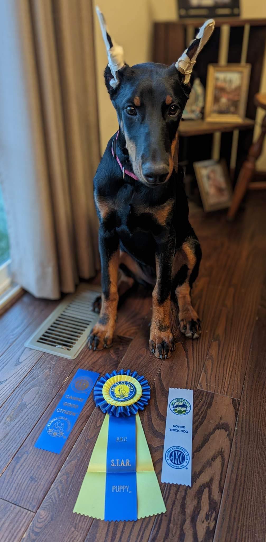 Doberman Hacks Treat Dispenser To Get More Snacks—'Work