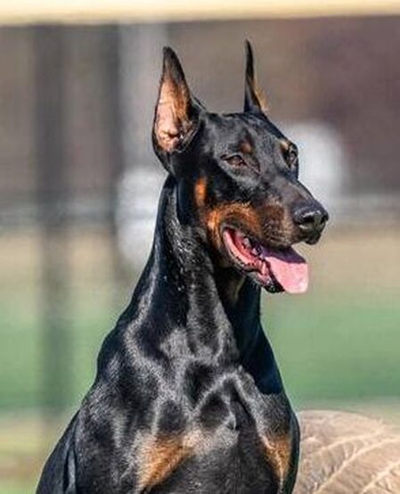 Doberman egyptian dog hotsell