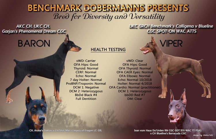 Benchmark dobermans 2025