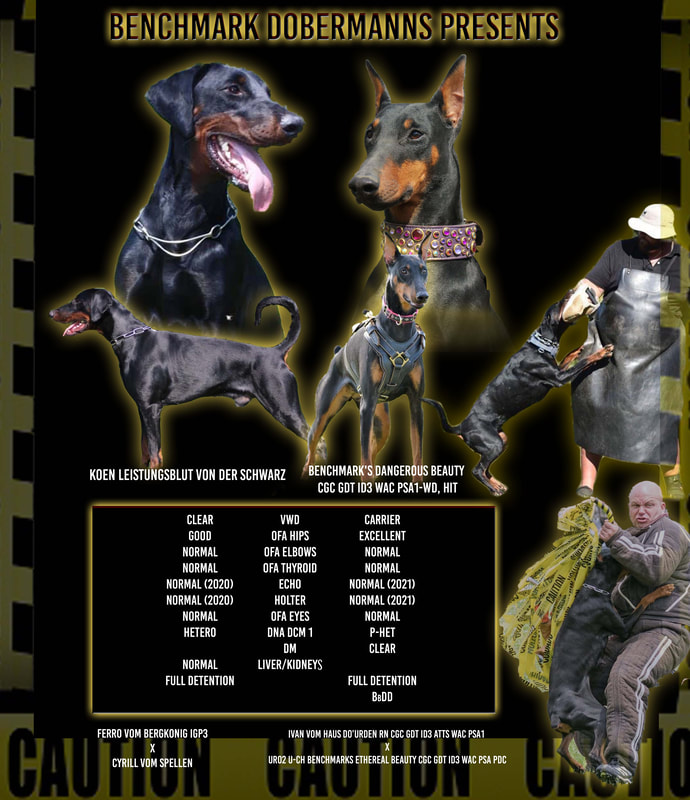 Benchmark dobermans cheap
