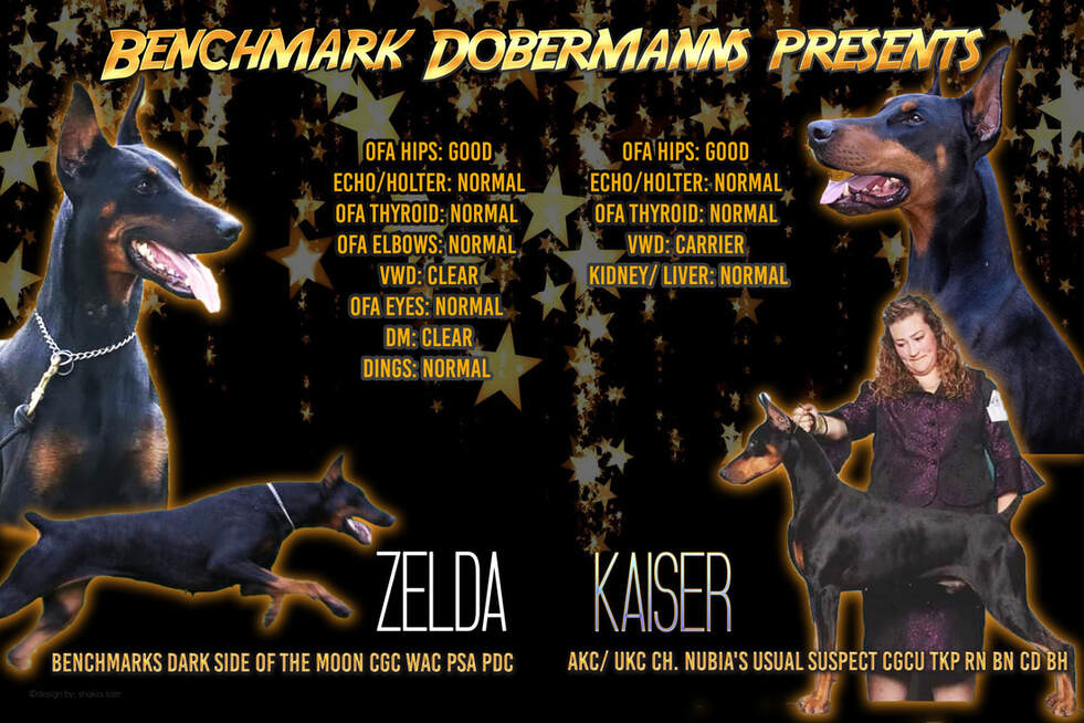 Benchmark dobermans best sale